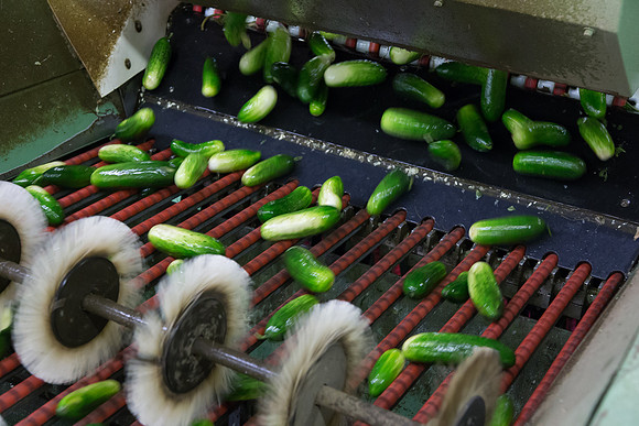 PicklingCucumber_Vlaspik_Processing_MI_0281