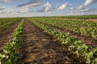 RRXCottonTexas_cdp_4217