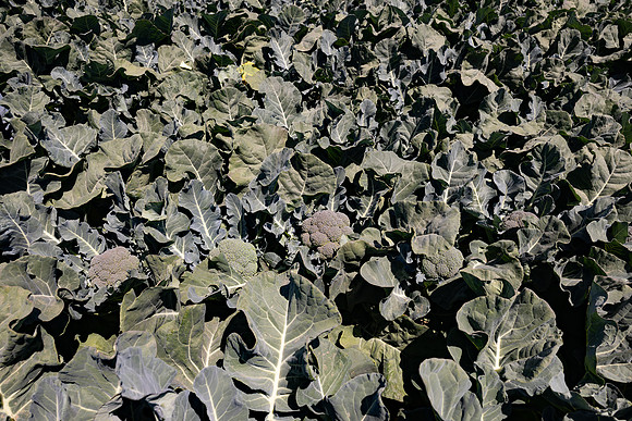 Skymark_Broccoli_31