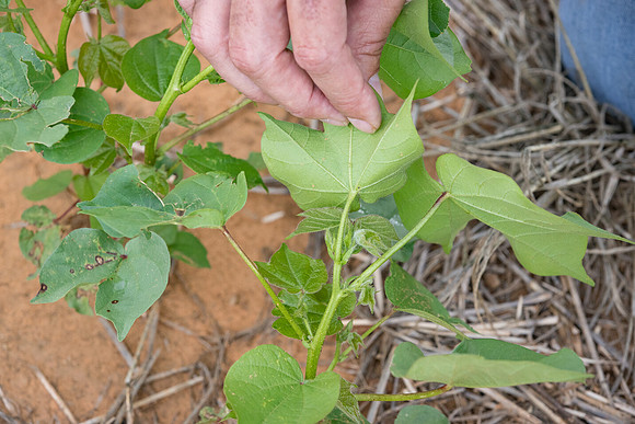 RRXCottonTexas_cdp_5215