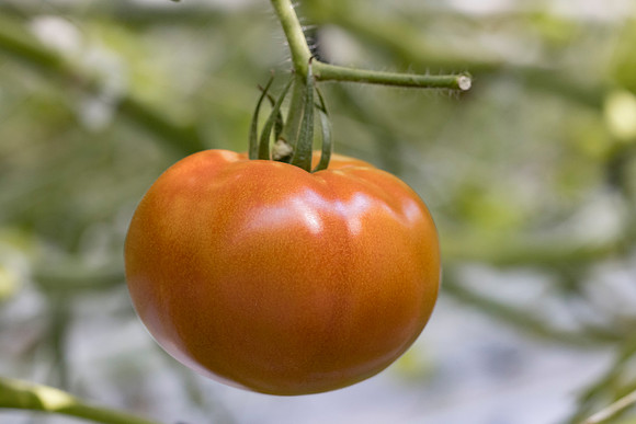 Tomato_DRTC5053_39