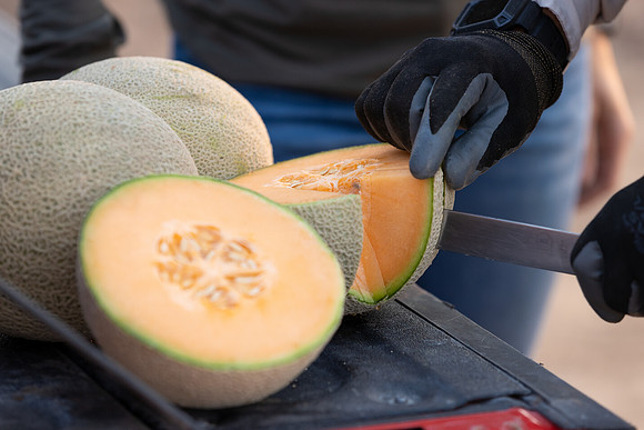 Seminis2021_AZ_1065