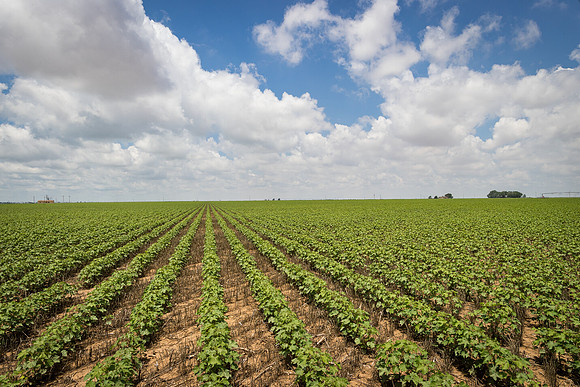 RRXCottonTexas_cdp_5491
