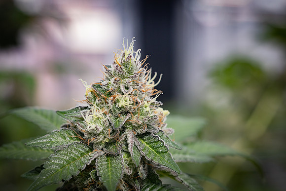 CDPh_581