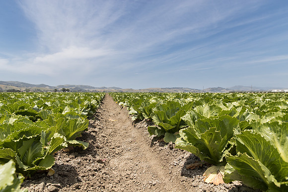 Lettuce_SV2988LG_CA_0129