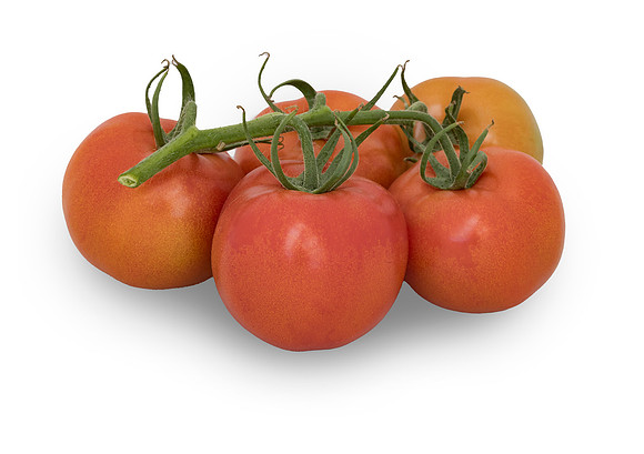 Tomato_DRTC1053_188