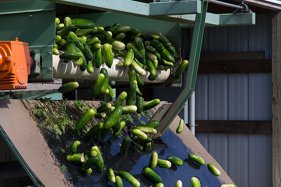 PicklingCucumber_Vlaspik_Processing_MI_0012