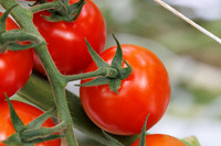 Tomato_Pelligrino_88