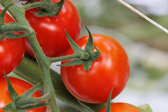 Tomato_Pelligrino_88