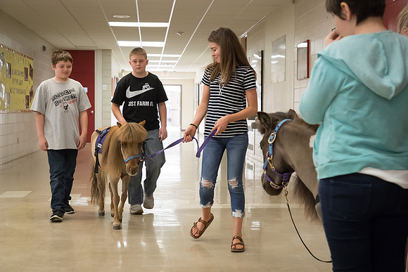 AmericasFarmers_HeartlandMiniHorses_577