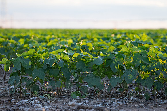RRXCottonTexas_cdp_4479