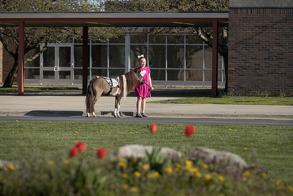 AmericasFarmers_HeartlandMiniHorses_474