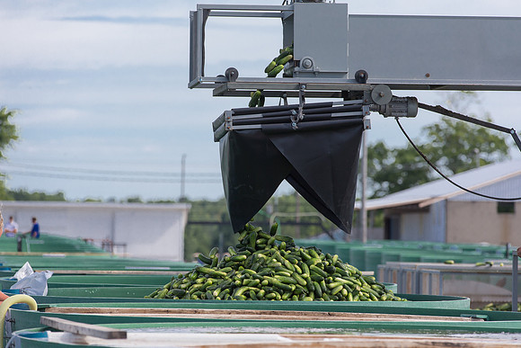 PicklingCucumber_Vlaspik_Processing_MI_0602