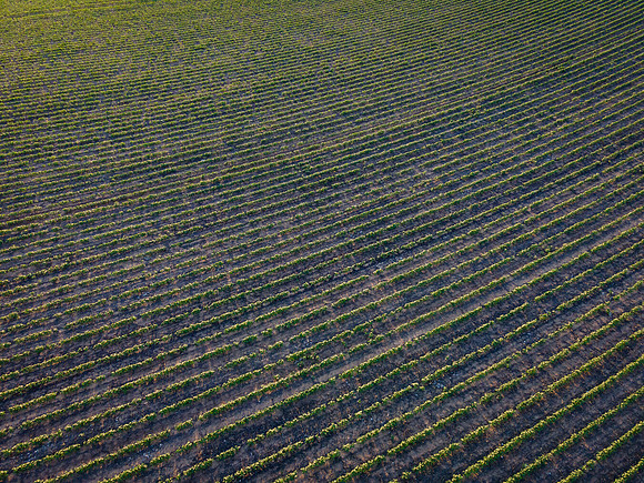 RRXCottonTexas_cdp_4442