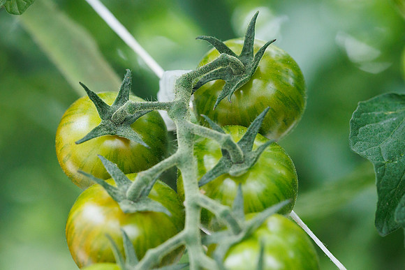 Tomato_Zebrino_35