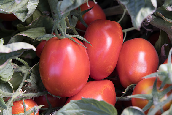 Tomato_N6428_23