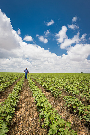 RRXCottonTexas_cdp_5506