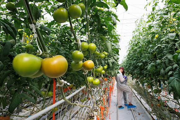 Tomato_DeRuiter_Kingsville_2022_410
