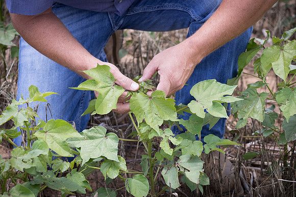 RRXCottonTexas_cdp_5388