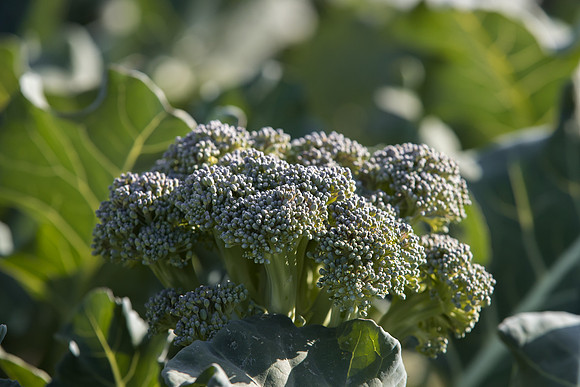 Broccoli_Legacy_CA_0015