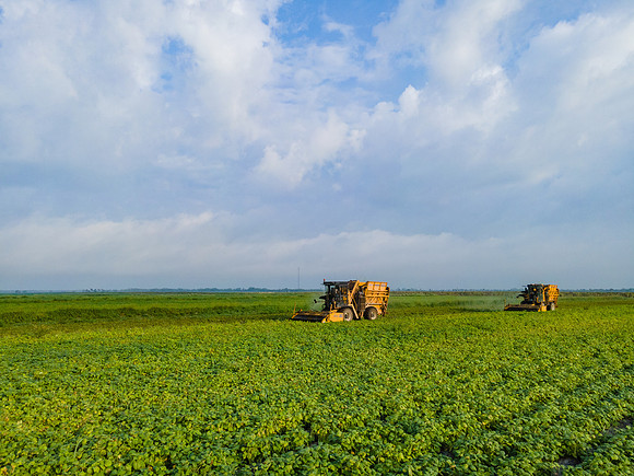 Seminis2022_FL_JEM_3775