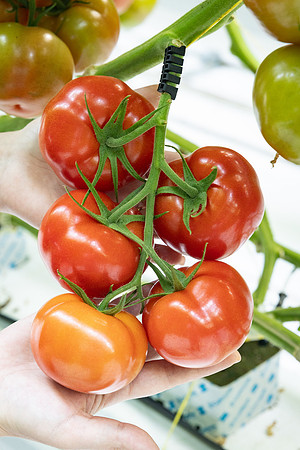 Tomatoes_DRTH1054_11