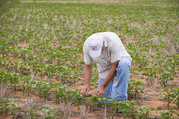 RRXCottonTexas_cdp_5191