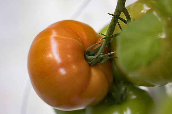 Tomato_DRTC5053_7