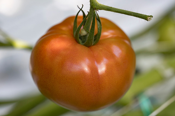 Tomato_DRTC5053_54