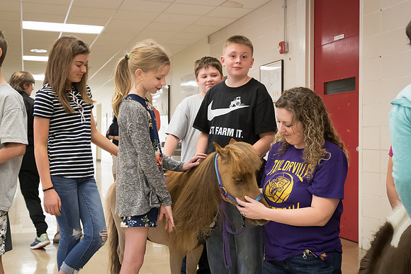 AmericasFarmers_HeartlandMiniHorses_536