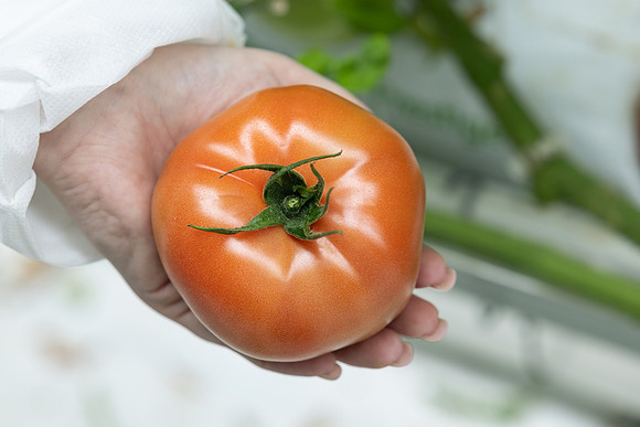 Tomatoes_DRTH5075_18