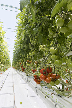 Tomato_DRTC1053_33
