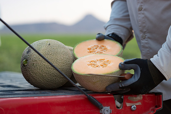 Seminis2021_AZ_994