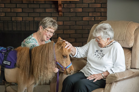 AmericasFarmers_HeartlandMiniHorses_208
