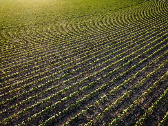 RRXCottonTexas_cdp_4419
