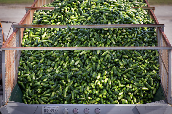 PicklingCucumber_Vlaspik_Processing_MI_0483