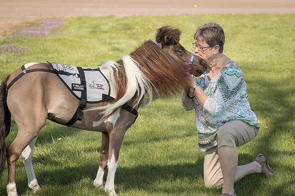 AmericasFarmers_HeartlandMiniHorses_695
