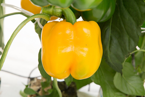 BellPepper_Striker_MX_0024
