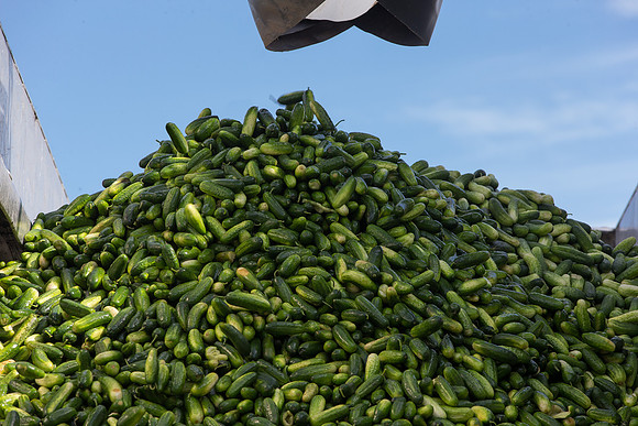PicklingCucumber_Vlaspik_Processing_MI_0514