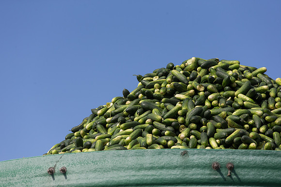 PicklingCucumber_Vlaspik_Processing_MI_0694