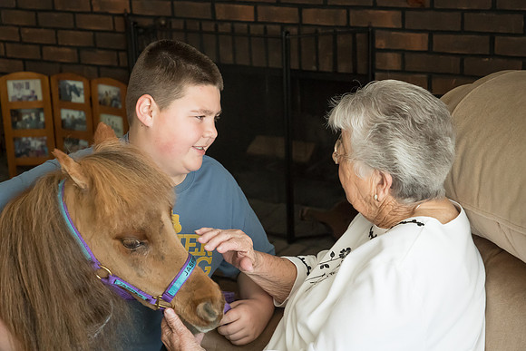 AmericasFarmers_HeartlandMiniHorses_323