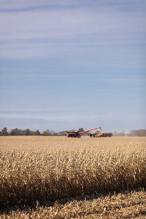 NL_Corn_Harvest_2019_c_124