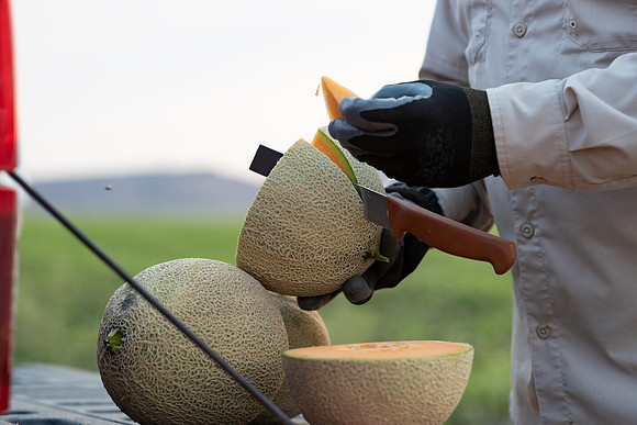 Seminis2021_AZ_1004