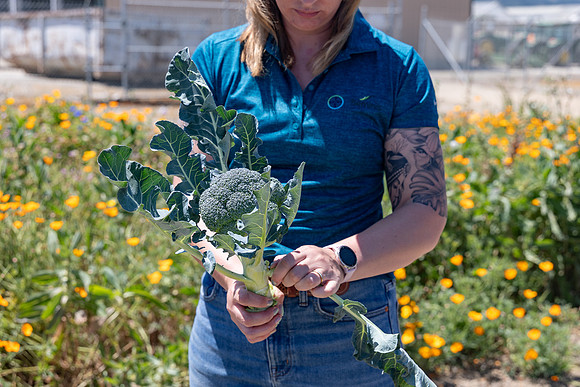 Skymark_Broccoli_79