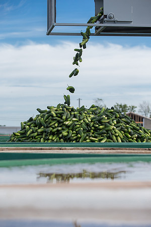 PicklingCucumber_Vlaspik_Processing_MI_0631