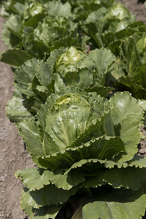 Lettuce_SV2988LG_CA_0107
