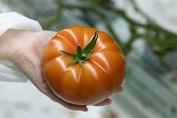 Tomatoes_DRTH5066_85
