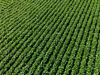 ISA_Stock_cdp_66