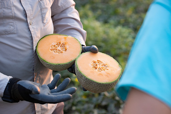 Seminis2021_AZ_261