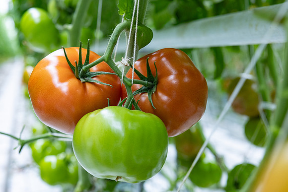 Tomatoes_DRTH5060_54